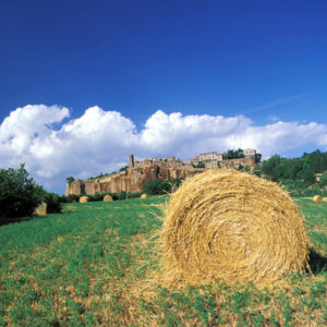 Marche: small region, great interest!