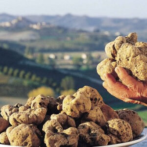 Wine and food tour in Piedmont