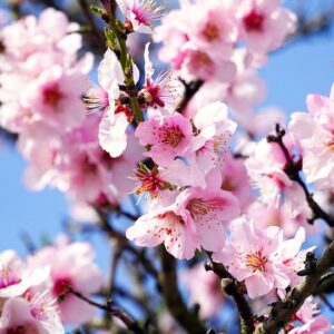 Almond blossom festival - Agrigent