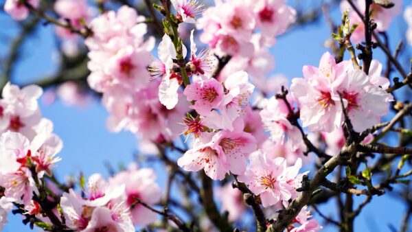 Almond blossom festival - Agrigent
