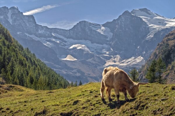 Cogne and Gran Paradiso National Park - Image 3