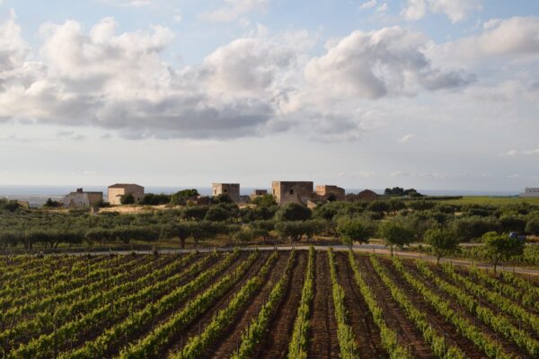 History, salt and wine are inviting you... Mozia & Marsala - Image 3