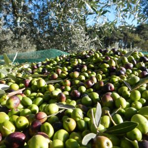 The olive oil tour: Mediterranean cuisine and Medieval village Taggia