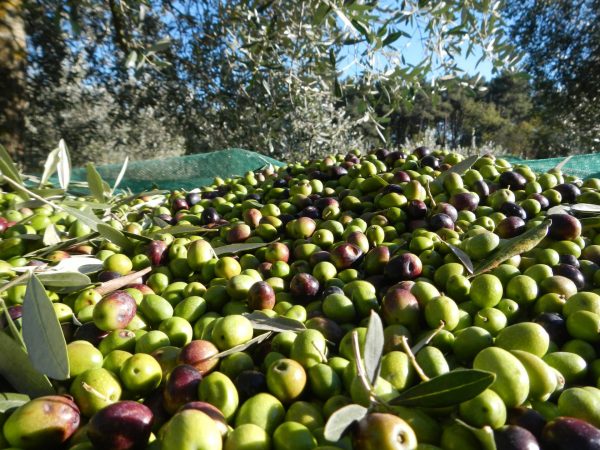 The olive oil tour: Mediterranean cuisine and Medieval village Taggia