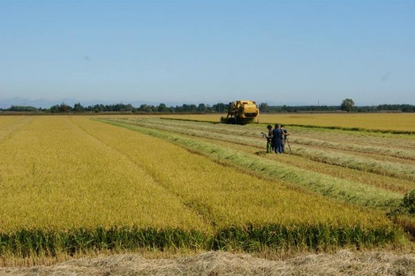 Visit to a rice mill - Image 3