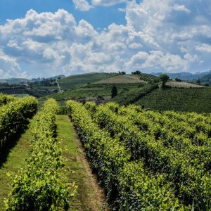 Alba and wine tasting in the Langhe