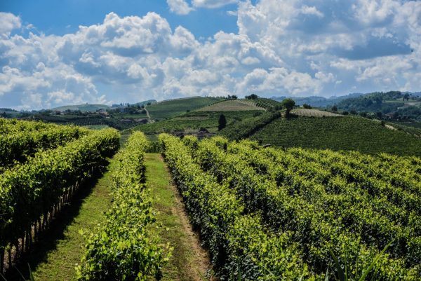 Alba and wine tasting in the Langhe
