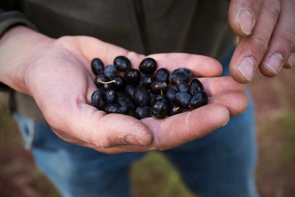 The olive oil tour: Mediterranean cuisine and Medieval village Taggia - Image 3