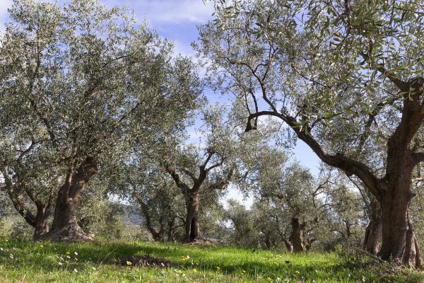 The olive oil tour: Mediterranean cuisine and Medieval village Taggia - Image 2