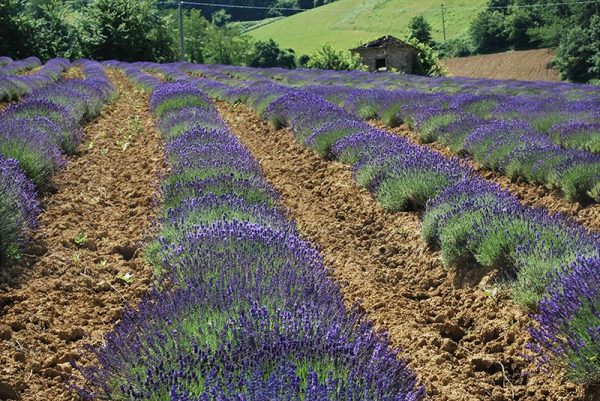 Olive oil, wine and flowers - Image 2