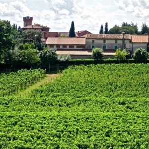 Wine tour in Friuli
