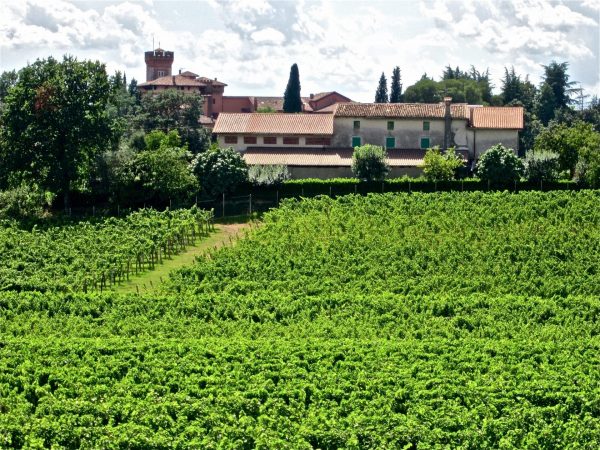 Wine tour in Friuli