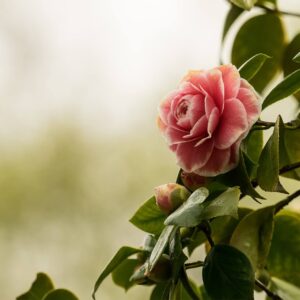 Camellia blossom on Lake Maggiore