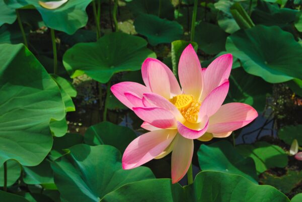 The botanic gardens of Villa Taranto - Image 2