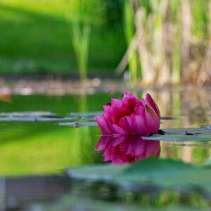 The Borromean Islands: Flower bouquets surrounded by waters