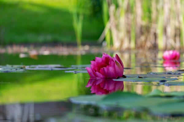 The Borromean Islands: Flower bouquets surrounded by waters