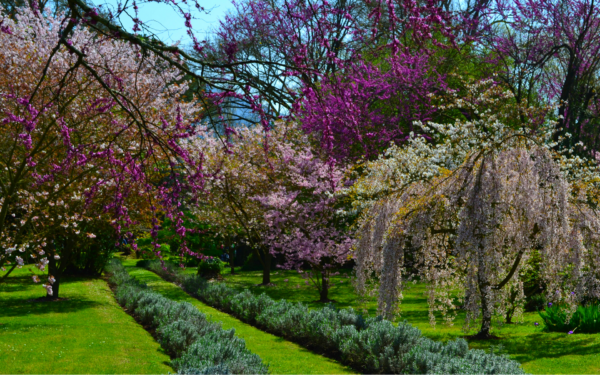 Ninfa Oasis: the most beautiful garden in the world - Image 2
