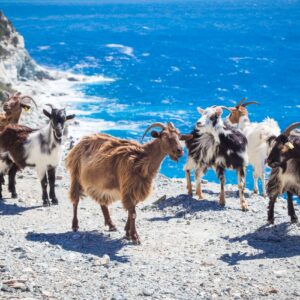 Corsica: a tour to the Dolomites in the middle of the sea