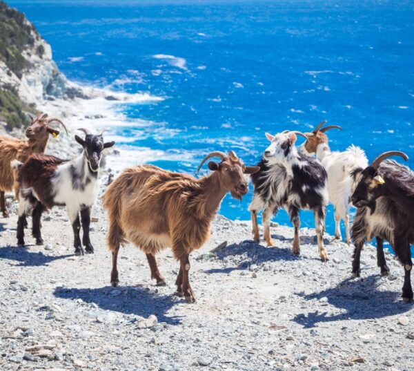 Corsica: a tour to the Dolomites in the middle of the sea