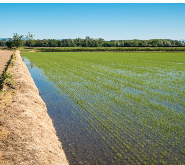 A tour into the land of rice - Image 2
