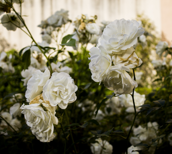 Antique Camelias in the ´Compitese´ region - Image 3