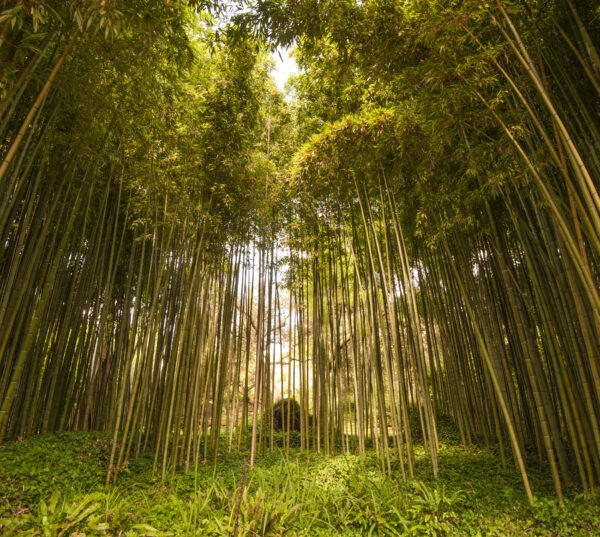 Ninfa Oase: Der schönste Garten der Welt – Bild 2