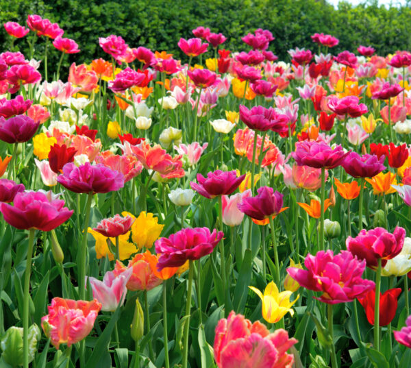 Parco Sigurtà: ein Tulpenmeer am Gardasee – Bild 2