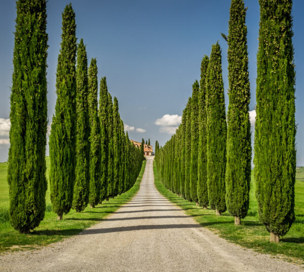 Montepulciano - Pienza - Montalcino