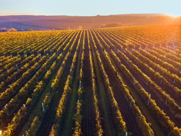 Wine and design in Tuscany - Image 2